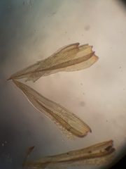 Macromitrium longipes