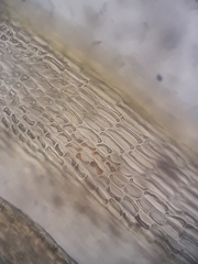 Macromitrium longipes