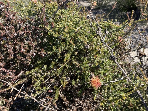 Image of Melaleuca variegata by (c) Thomas Mesaglio, some rights reserved (CC BY)