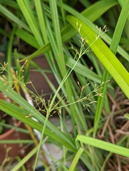 Fimbristylis microcarya