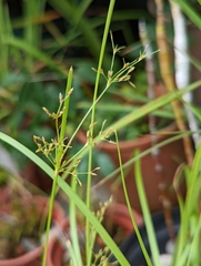 Fimbristylis microcarya