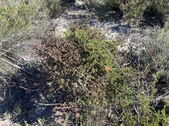 Melaleuca variegata