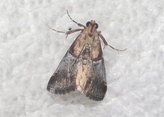 Cacozelia basiochrealis