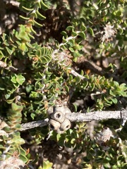 Melaleuca variegata