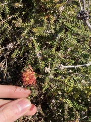 Melaleuca variegata