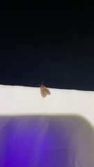 Apoda y-inversa