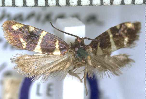 Astelia zig-zag moth