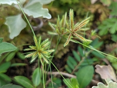 Cyperus cuspidatus