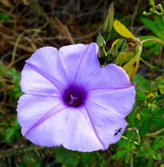 Ipomoea cairica cairica