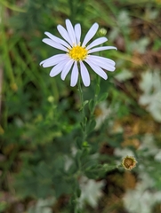 Aster shimadae