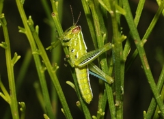 Hesperotettix viridis viridis