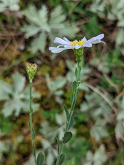 Aster shimadae