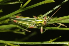 Hesperotettix viridis viridis