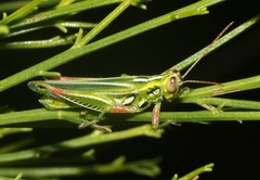 Hesperotettix viridis viridis