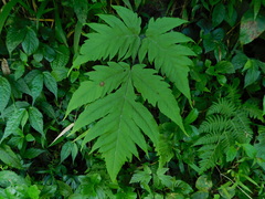 Tectaria melanocaulos