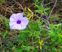 Ipomoea cairica cairica