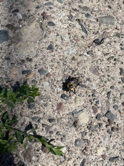 Bombus impatiens