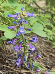 Penstemon albertinus