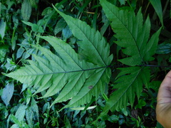 Tectaria melanocaulos