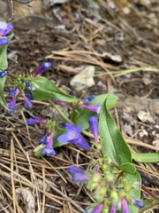 Penstemon albertinus