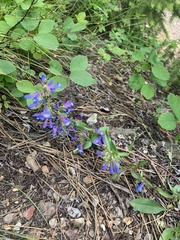 Penstemon albertinus