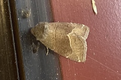 Plagiomimicus spumosum