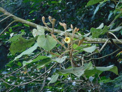 Hibiscus macrophyllus