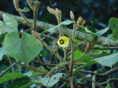 Hibiscus macrophyllus