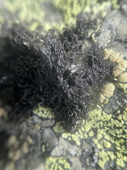 Pseudephebe pubescens