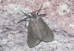 Euchaetes fusca
