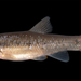 Cutlip Minnow - Photo (c) sercfisheries, some rights reserved (CC BY-NC), uploaded by sercfisheries