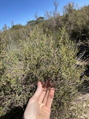 Leptospermum oligandrum