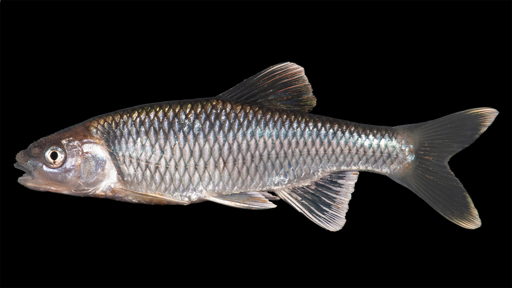 satinfin shiner (Freshwater Fish of Massachusetts) · iNaturalist