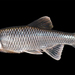 Cyprinella analostana - Photo (c) sercfisheries,  זכויות יוצרים חלקיות (CC BY-NC), הועלה על ידי sercfisheries