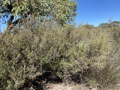 Leptospermum oligandrum