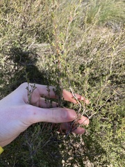 Leptospermum oligandrum