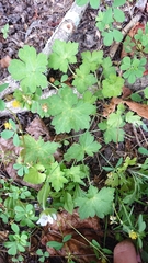 Geranium suzukii