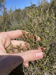 Leptospermum oligandrum