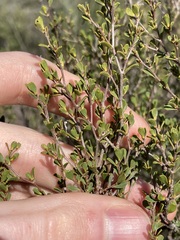 Leptospermum oligandrum