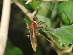 Zeluroides americanus