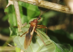 Zeluroides americanus