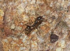 Pheidole portalensis
