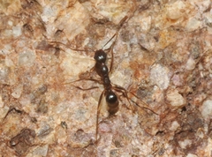 Pheidole portalensis