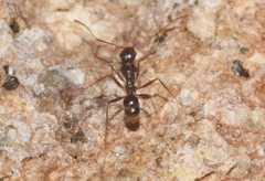 Pheidole portalensis