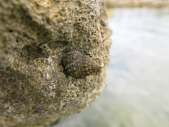 Littorininae