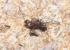 Pheidole portalensis