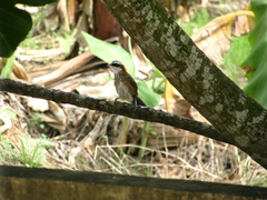 Pomatorhinus musicus