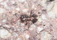 Pheidole portalensis
