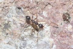 Pheidole portalensis