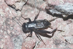 Gryllus longicercus